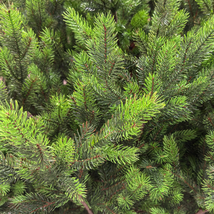 Brad artificial, Hollandia, verde cu varfuri verzi, integral 3D, 210 cm [3]