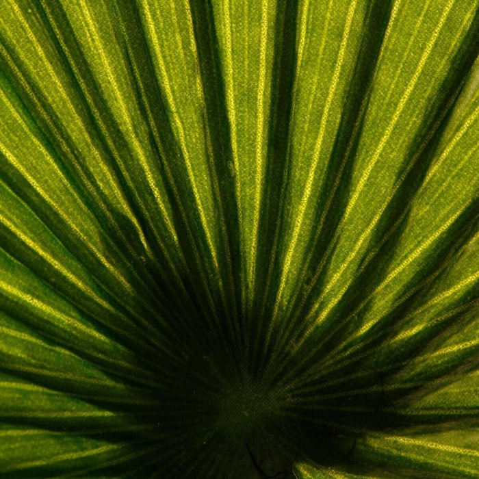 Planta artificiala palmier cu ghiveci, frunze PE si rafie, aspect exotic, fara intretinere, 110x110x190 cm, verde [2]