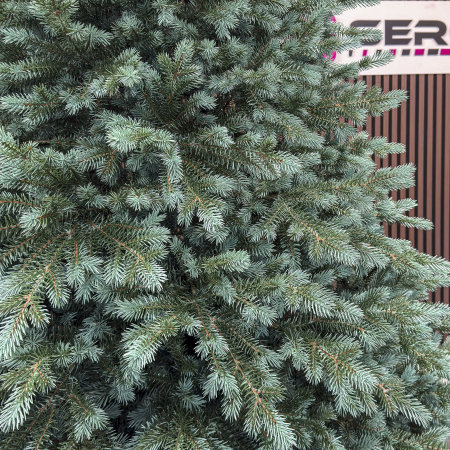 Brad artificial Christmas Deluxe, Alaska Select verde argintiu, integral 3D, 300 cm [1]