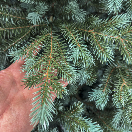 Brad artificial Christmas Deluxe, Alaska Select verde argintiu, integral 3D, 300 cm [5]