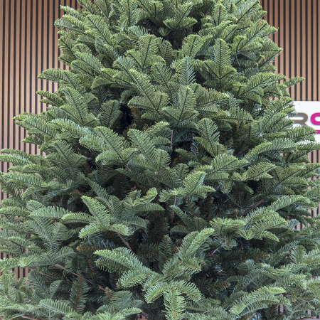 Brad artificial Christmas Deluxe, Alaska, verde, mix 2D+3D, 230 cm [3]