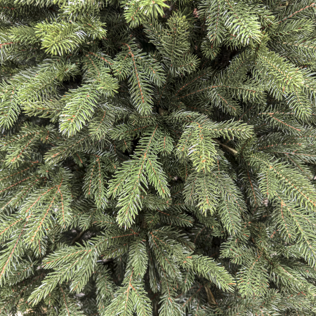 Brad artificial Christmas Deluxe, Alpin Select, integral 3D, 230cm [2]