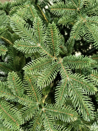 Brad artificial Christmas Deluxe, Canada verde, 3D, 250cm [2]