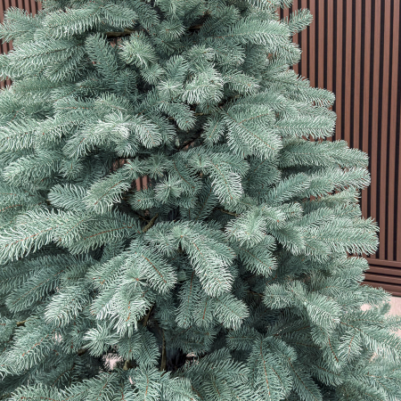 Brad artificial Christmas Deluxe, Kovalivka Select argintiu, integral 3D, 210 cm [1]