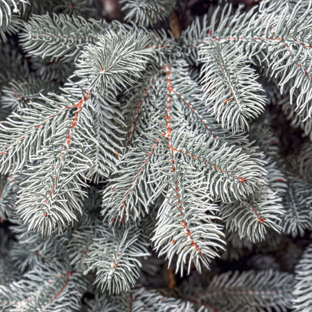 Brad artificial Christmas Deluxe, Kovalivka Select argintiu, integral 3D, 230 cm [1]