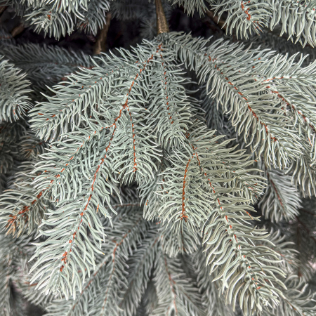 Brad artificial Christmas Deluxe, Kovalivka Select argintiu, integral 3D, 230 cm [4]