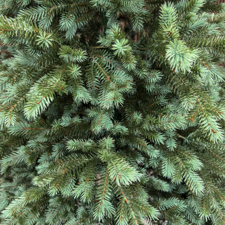 Brad artificial, Scandinavia, verde cu varfuri argintii, integral 3D, 210 cm [6]