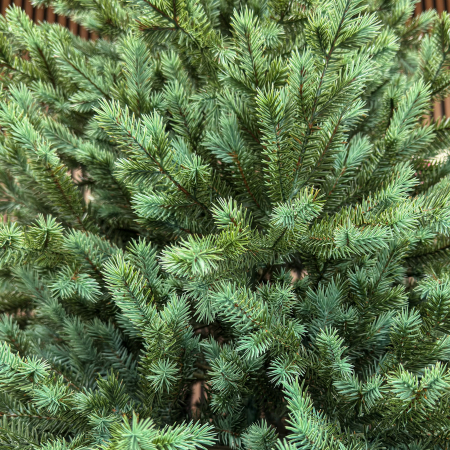 Brad artificial, Scandinavia, verde cu varfuri argintii, integral 3D, 210 cm [5]