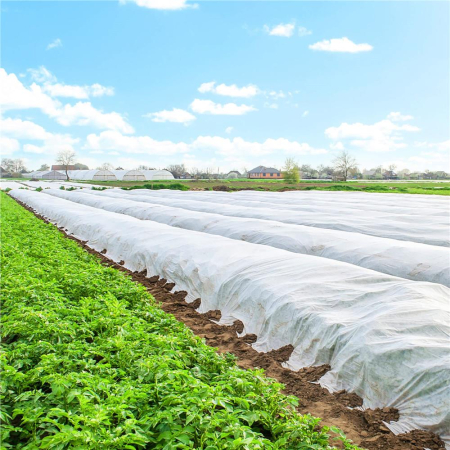 Agrotextil alb polipropilena 70g/m2 protectie UV, ventilatie plante, rezistent intemperii, 50x1.1 m [14]
