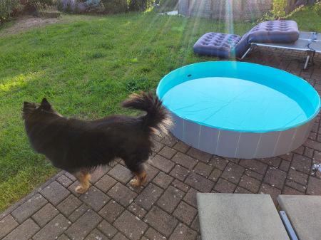 Piscina pliabila caini si copii, pereti MDF si plastic, valva scurgere, pliere rapida, D160xH30 cm, albastru [1]
