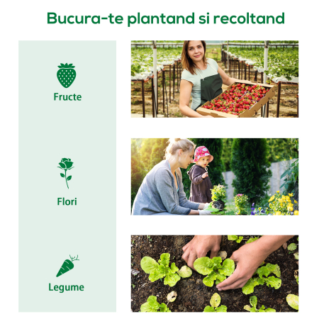  Sera Mica cu 2 Ferestre Laterale si Fereastra Centrala, din Otel, PE si PP, 240x90x90 cm, Verde [5]