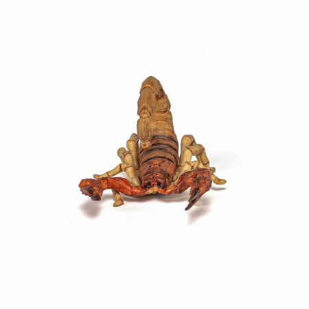 PAPO FIGURINA SCORPION [3]