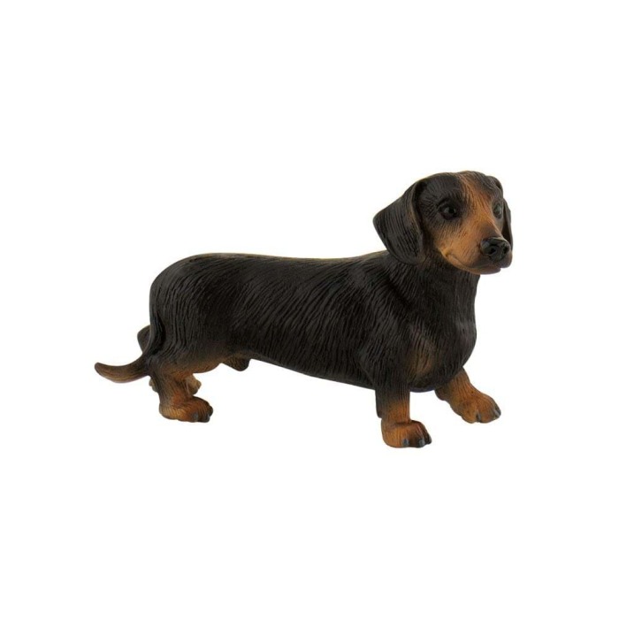 Caine rasa Soricar [1]