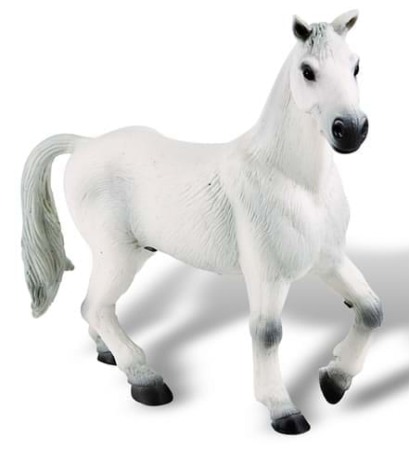 2-4 Ani - Cal Oldenburger alb