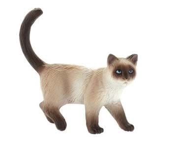 2-4 Ani - Pisica siameza Kimmy