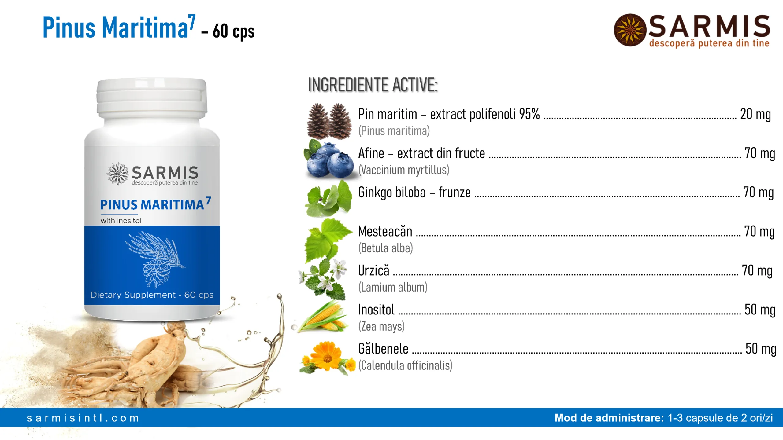 Pinus Maritima 7 [2]