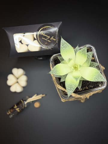 Wax melts - Inimioare parfumate Autumn Vibes