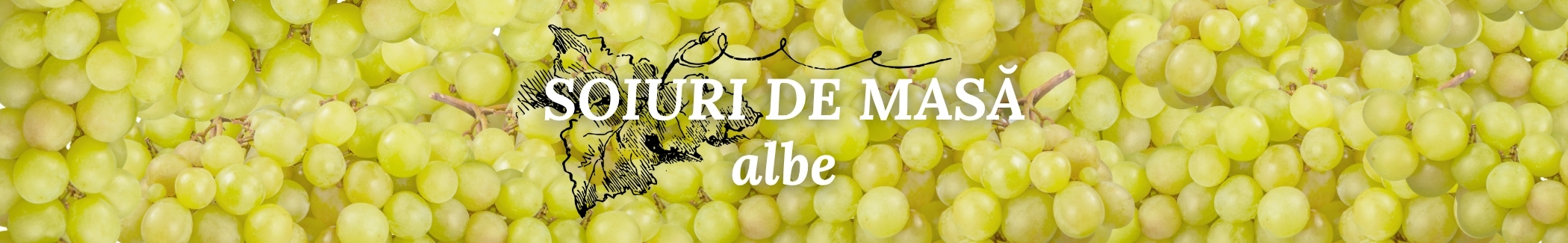 Butasi vita vie soiuri de masa albe