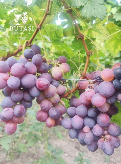 Butasi viță de vie Cardinal - soi de masă, boabe mari și crocante [1]