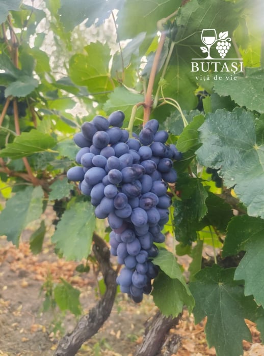 Butasi Vita de Vie Coarna Neagra - butași certificați pentru struguri de masă [1]