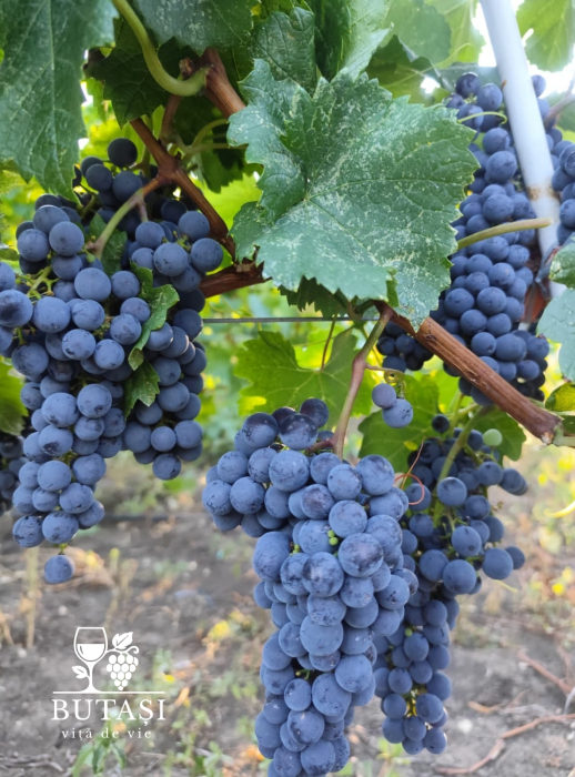 Butasi viță de vie Merlot - soi roșu pentru vinuri de calitate [2]