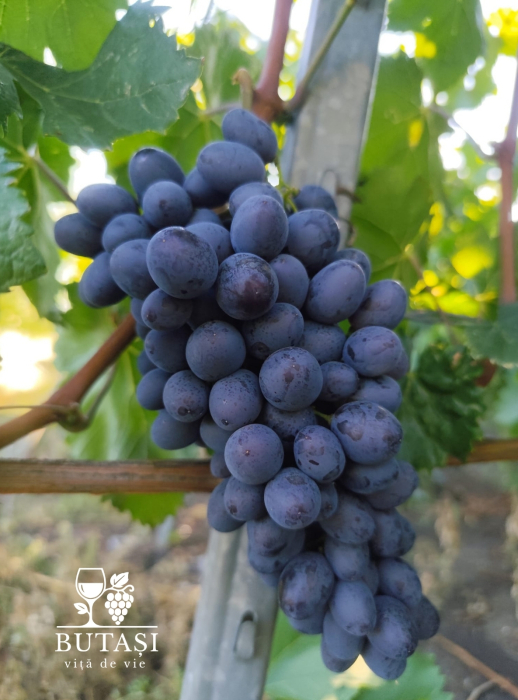 Butasi viță de vie Moldova - soi negru de masă, rezistent și productiv [1]