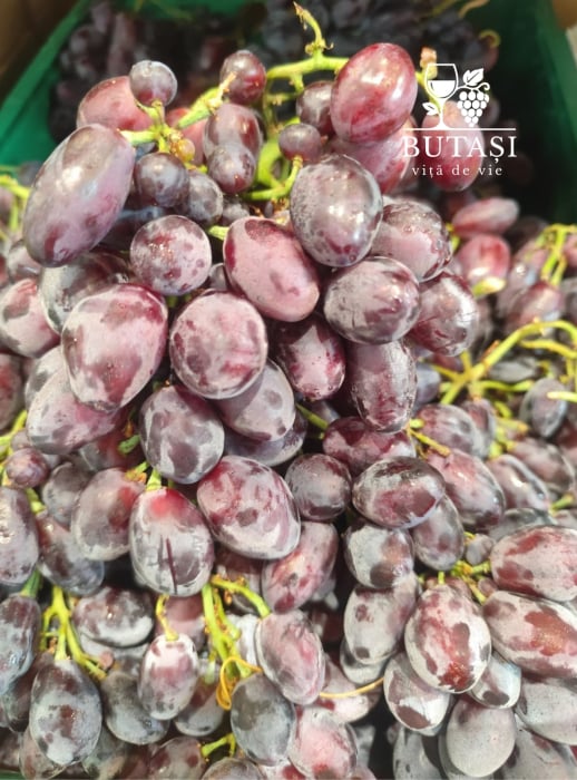 Butași viță de vie Prima – soi negru de masă, butași certificați [1]