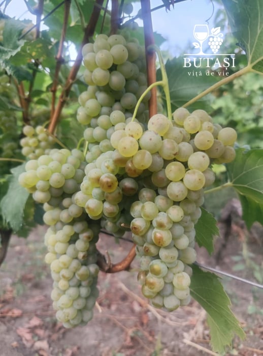 Butasi viță de vie Riesling Italian - butași certificați pentru vin alb [1]
