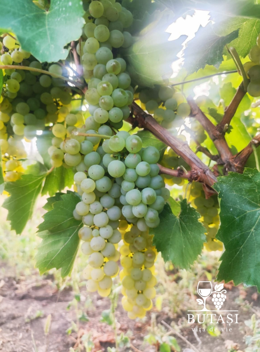 Butasi viță de vie Sauvignon Blanc - butași altoiți certificați pentru vin alb de calitate superioară [2]
