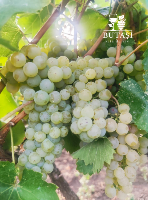 Butasi viță de vie Sauvignon Blanc - butași altoiți certificați pentru vin alb de calitate superioară [1]