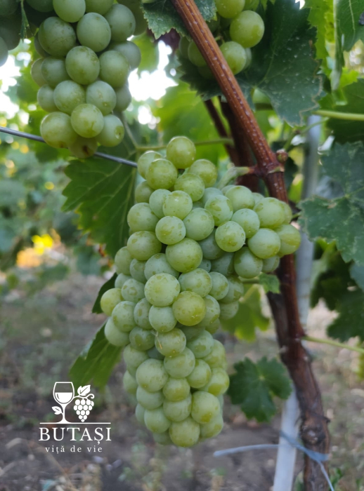 Butasi viță de vie Tămâioasă Românească - soi aromat, butași certificați [1]