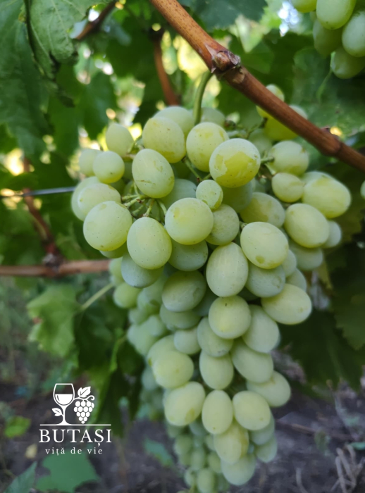 Butasi viță de vie Victoria - soi alb, boabe mari și crocante [2]
