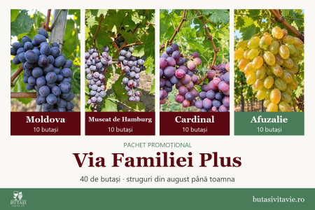 Soiuri de masă - Via Familiei Plus – pachet 40 butași viță de vie: Moldova, Muscat de Hamburg, Cardinal, Afuzalie