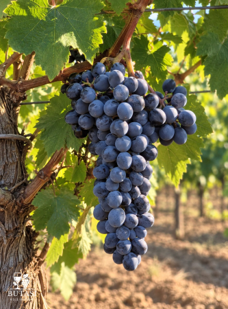 Toate soiurile - Butasi viță de vie Negru de Drăgășani - soi românesc pentru vin roșu
