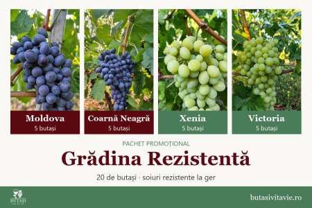Soiuri de masă - Grădina Rezistentă – pachet 20 butași viță de vie: Moldova, Coarnă Neagră, Xenia, Victoria