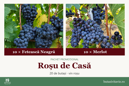 Pachete - Roșu de Casă – pachet butași viță de vie Fetească Neagră și Merlot