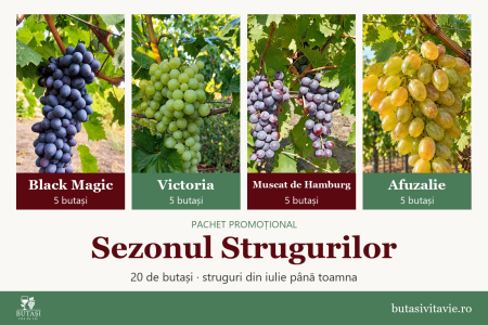 Soiuri de masă - Sezonul Strugurilor – pachet 20 butași viță de vie: Black Magic, Victoria, Muscat de Hamburg, Afuzalie