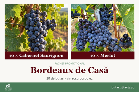 Pachete - Bordeaux de Casă – pachet butași viță de vie Cabernet Sauvignon și Merlot