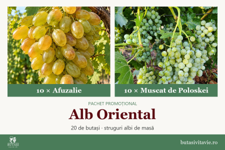 Soiuri de masă - Alb Oriental – pachet butași viță de vie Afuzalie și Muscat de Poloskei