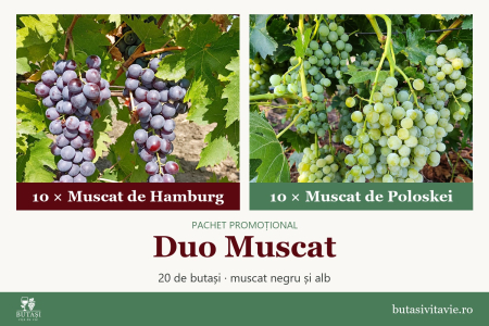 Soiuri de masă - Duo Muscat – pachet butași viță de vie Muscat de Hamburg și Muscat de Poloskei