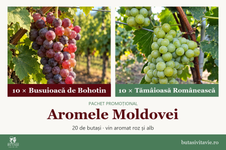 Pachete - Aromele Moldovei – pachet butași viță de vie Busuioacă de Bohotin și Tămâioasă Românească