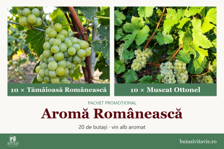 Pachete - Aromă Românească – pachet butași viță de vie Tămâioasă Românească și Muscat Ottonel