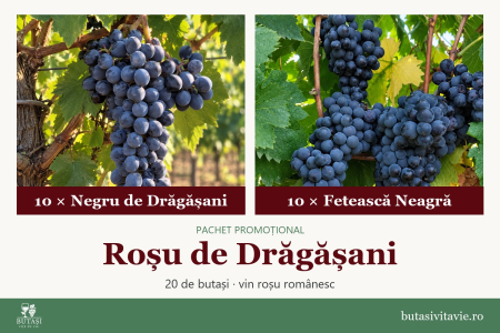 Pachete - Roșu de Drăgășani – pachet butași viță de vie Negru de Drăgășani și Fetească Neagră
