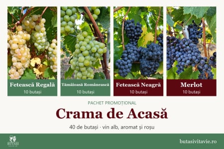 Pachete - Crama de Acasă – pachet 40 butași viță de vie: Fetească Regală, Tămâioasă Românească, Fetească Neagră, Merlot