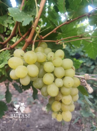 Soiuri de masă - Butasi viță de vie Apiren - soi fără sâmburi, butași certificați pentru consum proaspăt