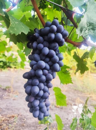 Soiuri de masă - Butasi viță de vie Black Magic - soi de masă, boabe dulci și crocante