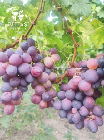 Soiuri de masă - Butasi viță de vie Cardinal - soi de masă, boabe mari și crocante