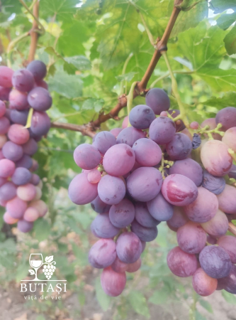 Butasi viță de vie Cardinal - soi de masă, boabe mari și crocante [1]