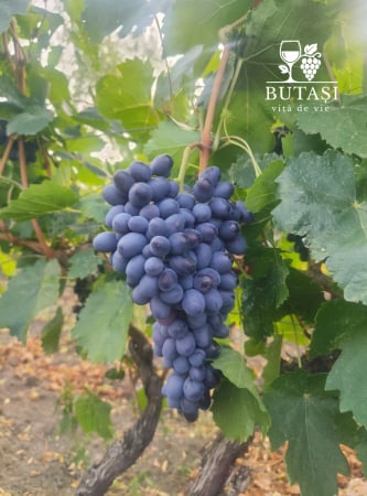 Soiuri de masă - Butasi Vita de Vie Coarna Neagra - butași certificați pentru struguri de masă