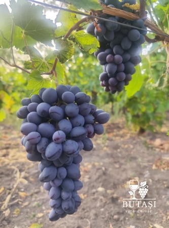 Butasi Vita de Vie Coarna Neagra - butași certificați pentru struguri de masă [1]